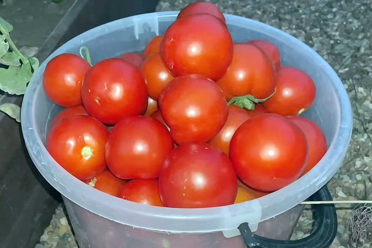 Хотите собирать помидоры ведрами? Послушайте, что огородники добавляют в лунку - этот нехитрый трюк изменит все