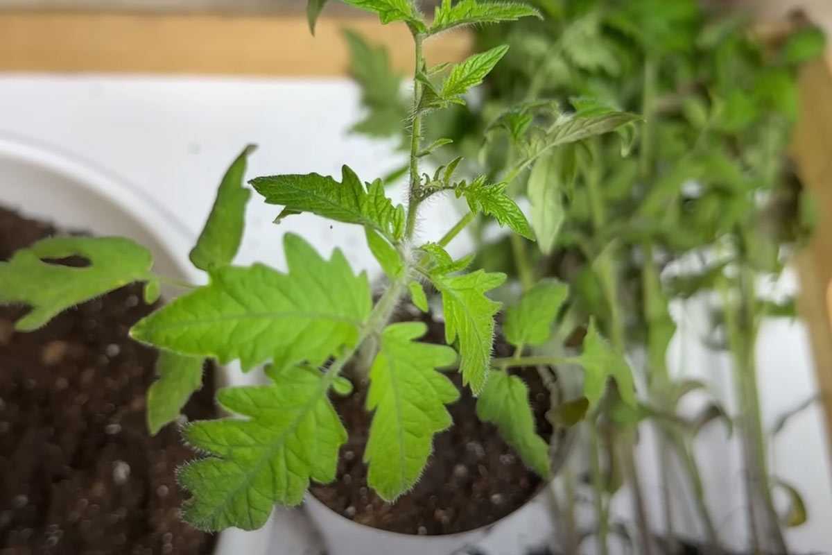 Укрепляем рассаду помидоров без химии: простой метод, который заменит все подкормки