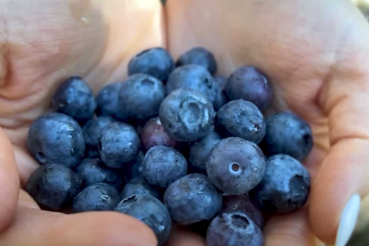 Урожай голубики, который вы устанете собирать: простой рецепт подкормки заставит кусты осыпаться огромными ягодами размером с вишню