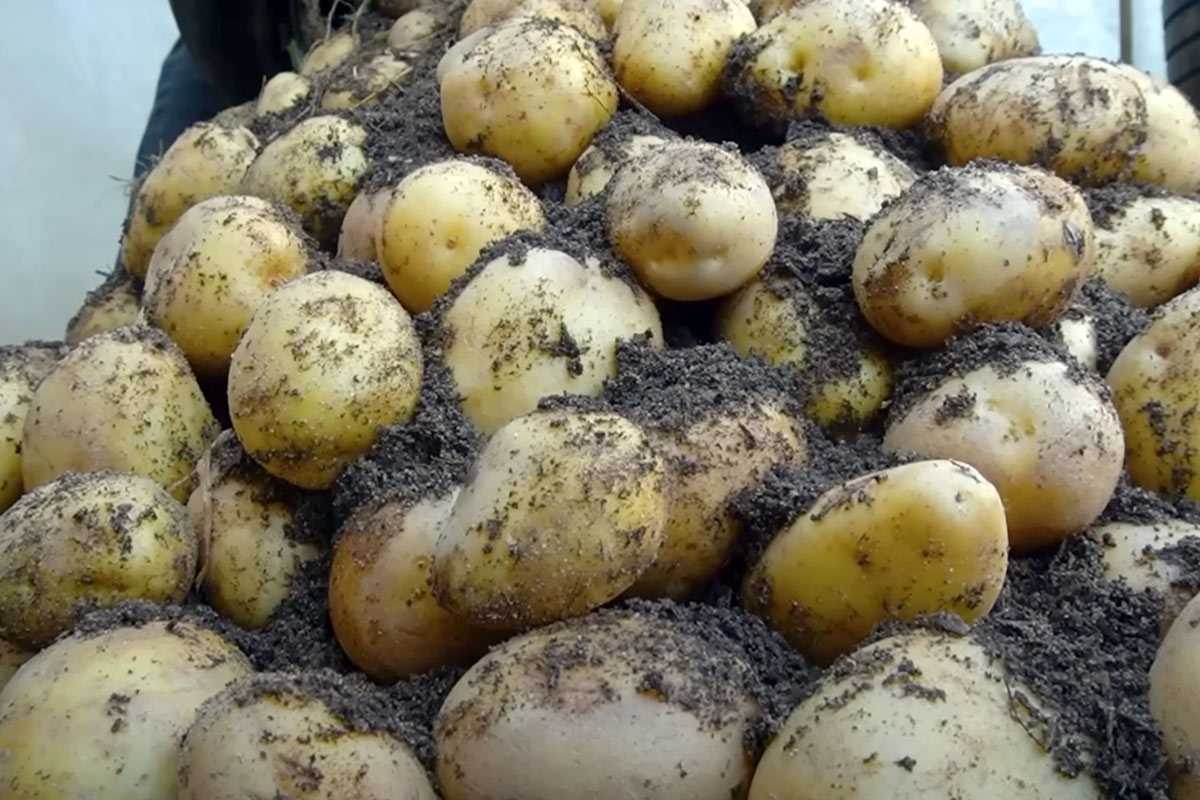 Этим сортам картофеля колорадский жук нипочем: урожай соберете уже в июле