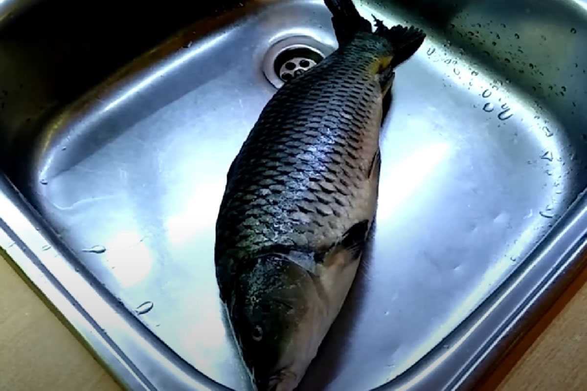 Чешуя не разлетится: как за 2 секунды почистить рыбу без ножа — 100% совет