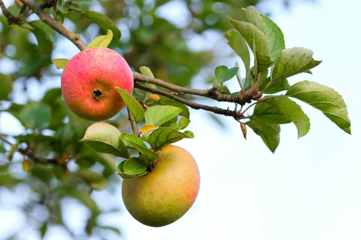 Яблони будут плодоносить до глубокой осени: высадите в приствольную зону это необычное растение — сплошная польза для дерева