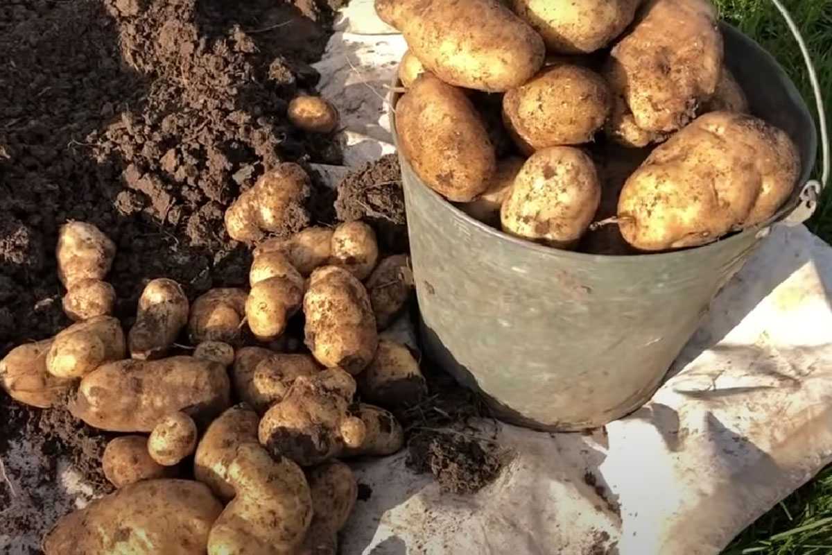 Хотите получить молодой картофель в июне: корейская технология ультраранней посадки избавит ваш огород от сорняков и колорадского жука