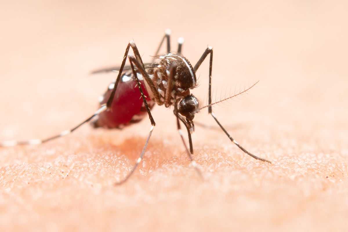 Комары падут замертво на подлете: перед вылазкой на природу воспользуйтесь этим самодельным кремом — ни один кровосос не пристанет