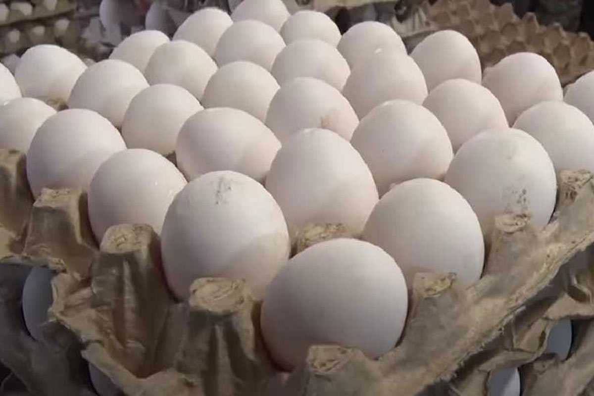 Раскрыты настоящие причины дорогих яиц