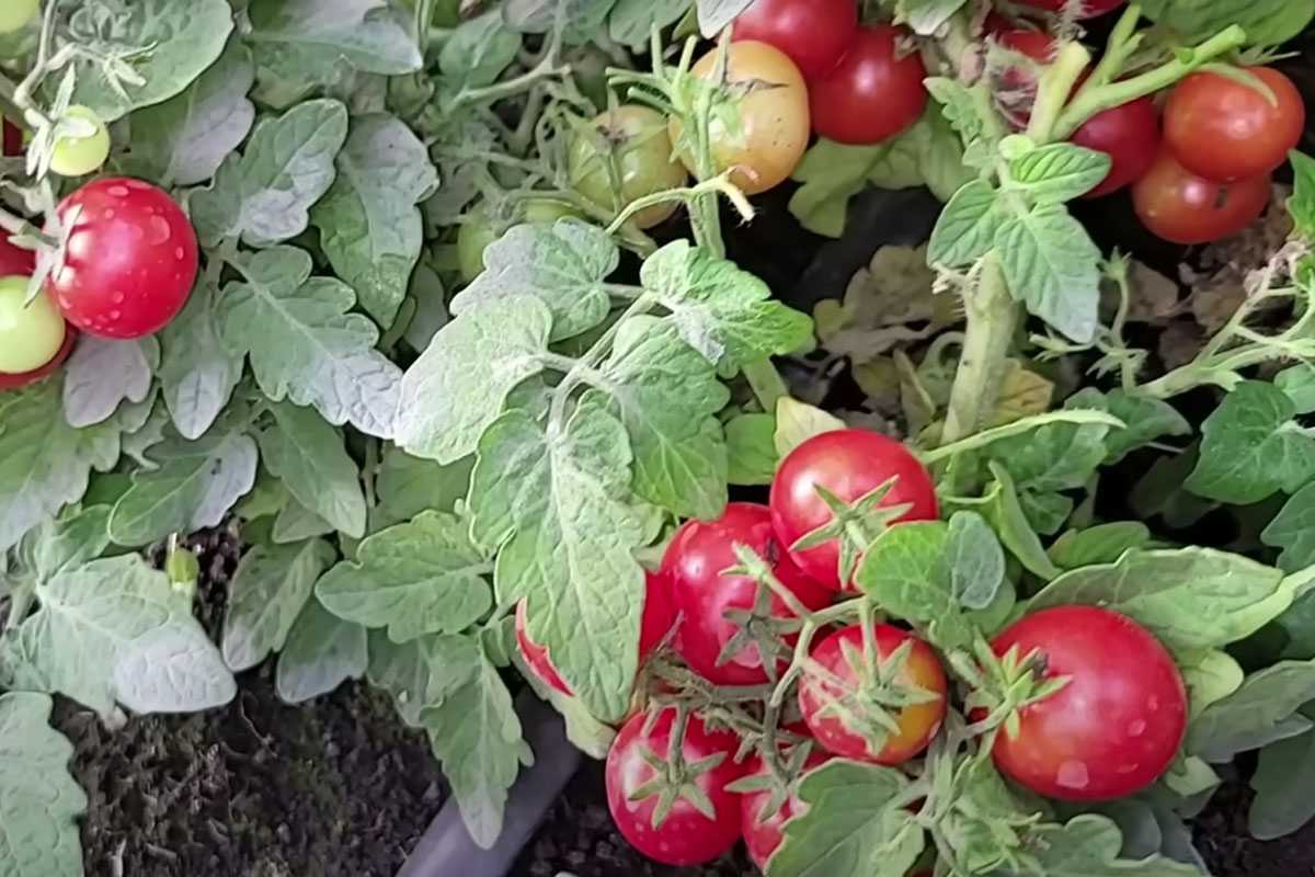 Фитофтора и вредители не страшны: простой способ защитить помидоры с помощью одного растения