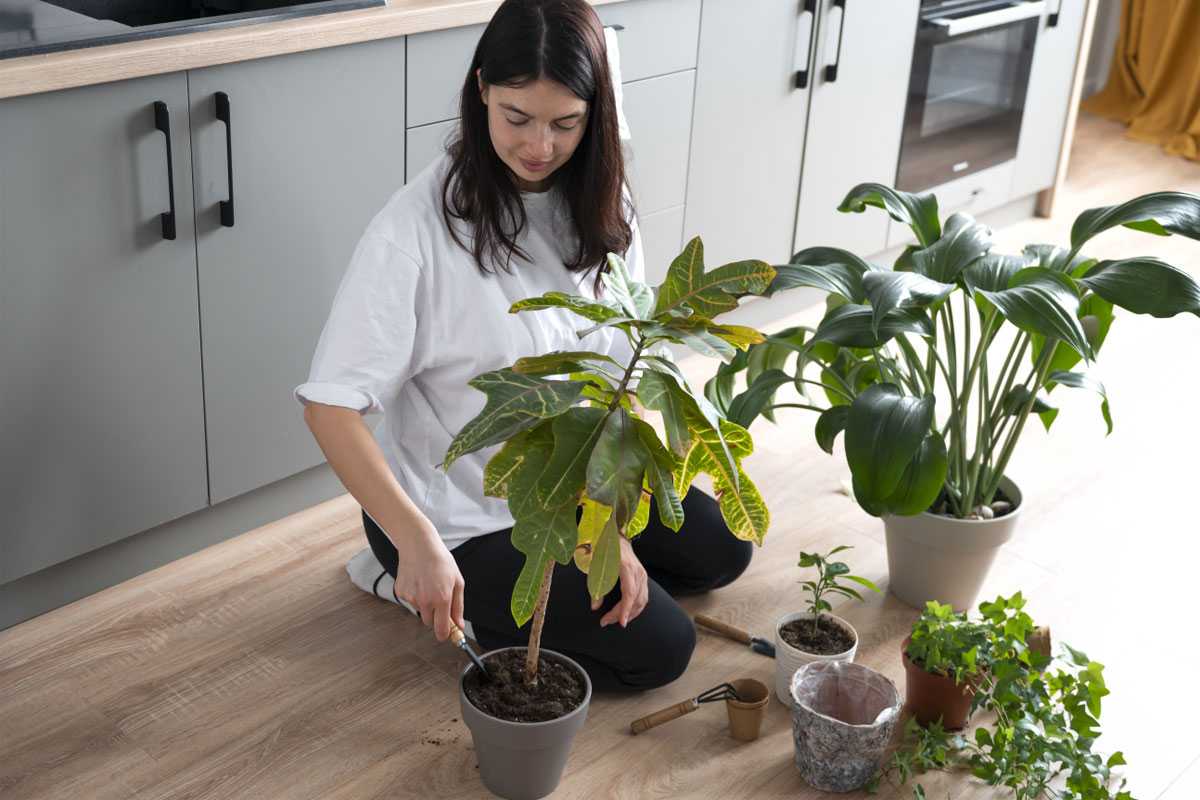 Эти комнатные растения очистят воздух в доме лучше кондиционера