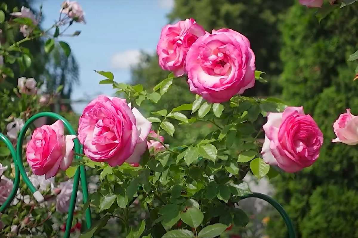 Как спасти розы от тли за 1 час: развожу 2 копеечных средства – от вредителей не остается и следа
