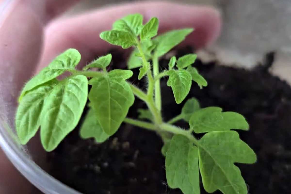 Чудо-подкормка для рассады томатов: непременно внесите её после пикировки и высадки растений в теплицу - взрывной рост и обильный урожай