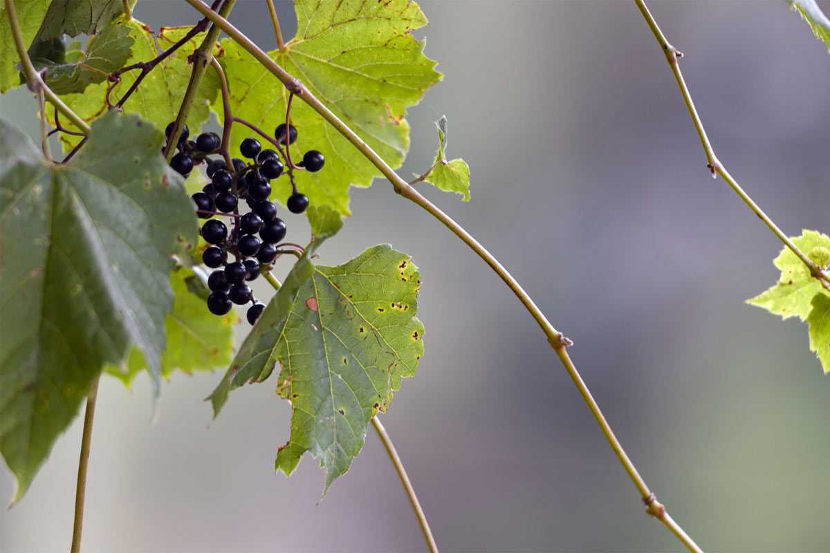 Черенки смородины и винограда сразу дадут корни: замочите их в этом растворе на 3 дня