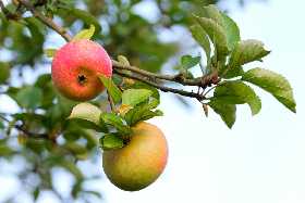 Урожай будете собирать тоннами: 3 вида подкормки для яблони — рекомендует агроном Ксения Давыдова