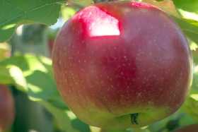 Урожай будете собирать тоннами: 3 вида подкормки для яблони — рекомендует агроном Ксения Давыдова