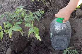 Смотрите, что можно сделать с пустой бутылкой, чтобы защитить свои посадки от разрастания корней