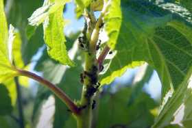 Избавляемся от муравьев в саду: 2 эффективных компонента против непрошеных гостей – убойный результат