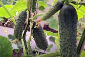 Пойдут хрустящие и вкусные огурцы: специалист рассказал бабушкин метод, проверенный годами