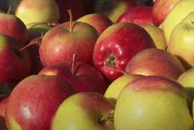 Рекордный урожай яблок: простой секрет от китайских садоводов
