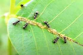 Избавит от муравьев и тли: незаменимое удобрение