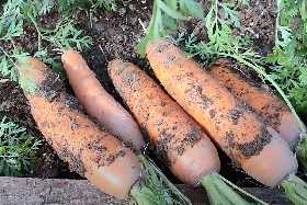 Забудьте о прополке: Как вырастить морковь без прореживания - простой способ от наших бабушек