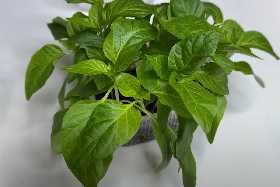 Секретный метод для рекордного урожая перца: простой трюк за 3 дня до высадки