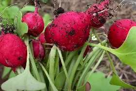 Редис вырастет крупным и сочным: полейте его этим составом после появления первых всходов — отличная урожайность
