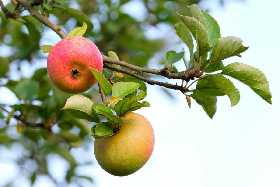 Для чего опытные дачники трясут яблоню: эта процедура может вас удивить