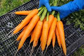 Как вырастить крупную морковь без различных подкормок: в мае нужно сеять семена именно так — совет садовода со стажем