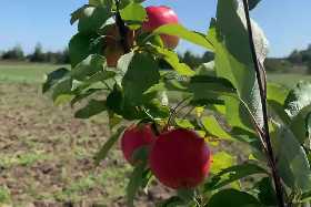 Невероятный лайфхак для садоводов: как простой надрез на яблоне спасет ваш урожай