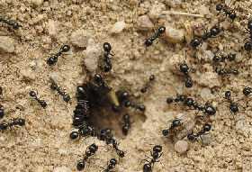 Избавьтесь от муравьев раз и навсегда: рецепт хитрой приманки из СССР обезопасит сад от вредителей