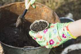 Шелуху от семечек – не выбрасывайте: простой и бесплатный способ сделать вашу почву идеальной