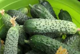 Секретный метод дачников-виртуозов: как с помощью крапивы вырастить рекордный урожай огурцов