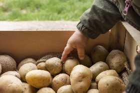 Удивительный способ вырастить картофель: двойной урожай и польза для огорода