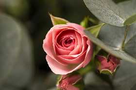 Чудо-подкормка для роз: 30 грамм этого удобрения - и ваш сад утонет в цветах