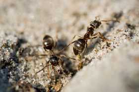 Устали выгонять муравьев с участка? Простой трюк с нитками, пропитанными специальным веществом, отпугнет их навсегда