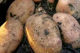 Соседи не поверят своим глазам: картофель будете собирать КАМАЗами, если добавите в лунку этот отход