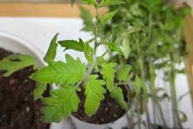 Огородники ахнут: Изумительная домашняя смесь из трех ингредиентов для небывалого урожая сочных томатов - испытанный рецепт
