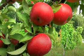 Избавьтесь от парши на яблонях раз и навсегда: тамбовские садоводы делятся действенной весенней стратегией