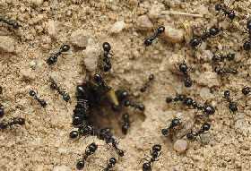 Болтушка из двух ингредиентов поможет избавиться от муравьев раз и навсегда: сработает в 100% случаев