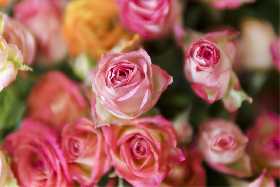 Простая подкормка для буйного цветения роз: поразительный результат от добавления крошечной дозы этого волшебного компонента - соцветия заиграют невероятными красками