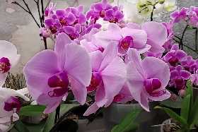 Старую орхидею поливаю только так: Проснётся даже сухая палка — цветов будет огромное море