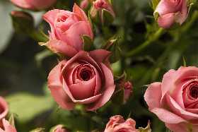 Ни один муравей не посягнет на ваши розы: этот простой раствор поможет защитить «королеву цветов» от вредителя