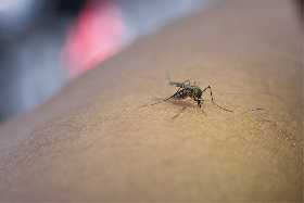 Чтобы избежать укусов и последствий: правильное использование и нанесение средств от комаров – действенные советы врача-аллерголога Быкова