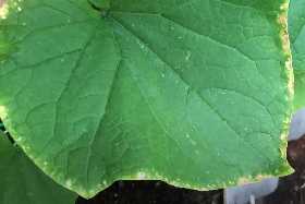 Спасаем огурцы от пожелтения листьев: волшебный раствор из доступных ингредиентов