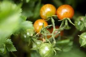 Забудьте о приметах и календарях: Один простой трюк расскажет, когда высаживать томаты