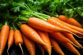 Морковь вырастет крупной и ровной: после появления всходов обязательно проведите эти золотые процедуры — залог богатого урожая