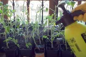 Обратите внимание на листья: у опытных дачников больше нет проблем с выращиванием помидоров — раскрыт секрет