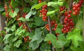 Думала, что смородину уже не спасу: все сделала, как посоветовал опытный агроном – радуюсь обильному урожаю