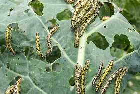 Без всякой химии: Гусеницы, капустные мухи и слизни навсегда покинут ваш огород — поможет копеечное средство
