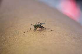 Надоедливая мошкара больше не будет лезть в глаза: используйте это недорогое средство — комары и другие кровососы и близко не подлетят