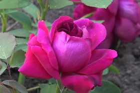 Розы будут цвести так пышно, что сосед позеленеет от зависти: опытный агроном поделилась необычной схемой подкормки