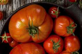 Урожая помидоров станет в 3 раза больше: полейте томаты этим напитком